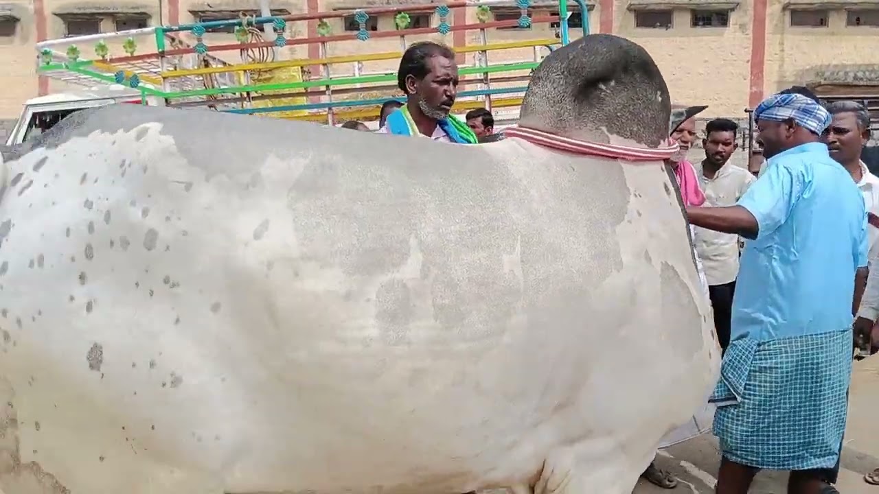 #ರಾಯಚೂರು #ಎತ್ತುಗಳ #ಸಂತೆ 🐂🐂😡😈💥👆👀💯🙏🤭