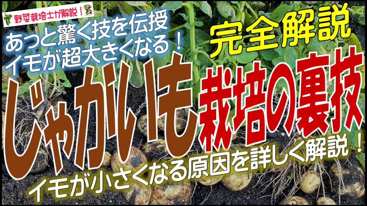 じゃがいも栽培の裏技（新いもが超大きくなる！いもが小さくなる原因を詳しく解説  あっと驚く裏技を伝授！）