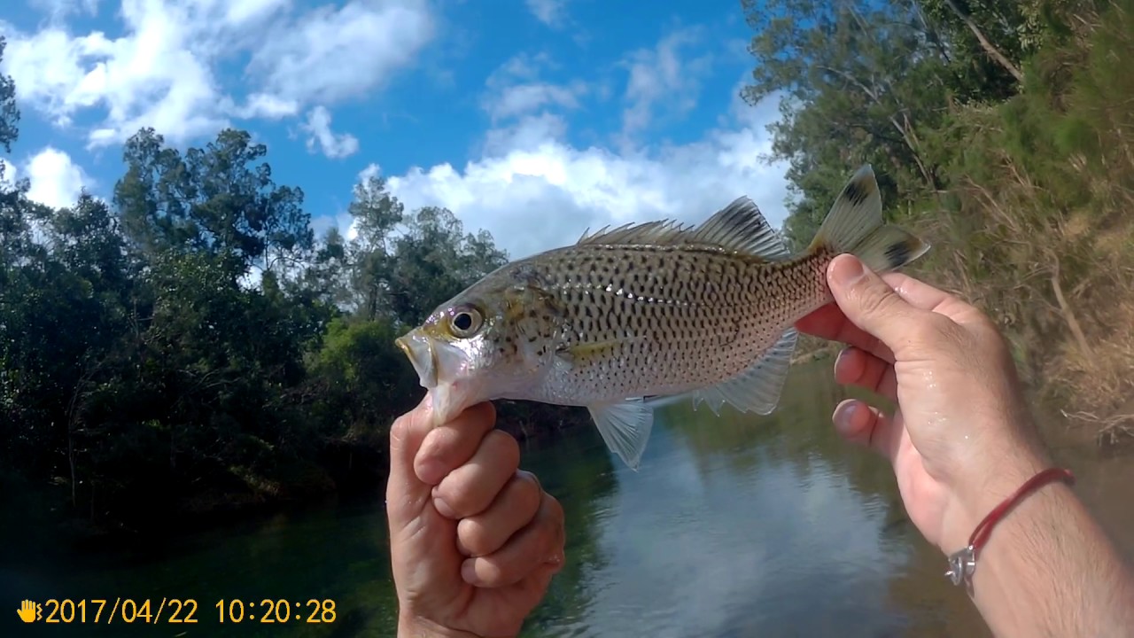 N°3 - Paco Fishing - Jungle perch - La Ouenghi - Nouvelle-Calédonie - Avril 2017