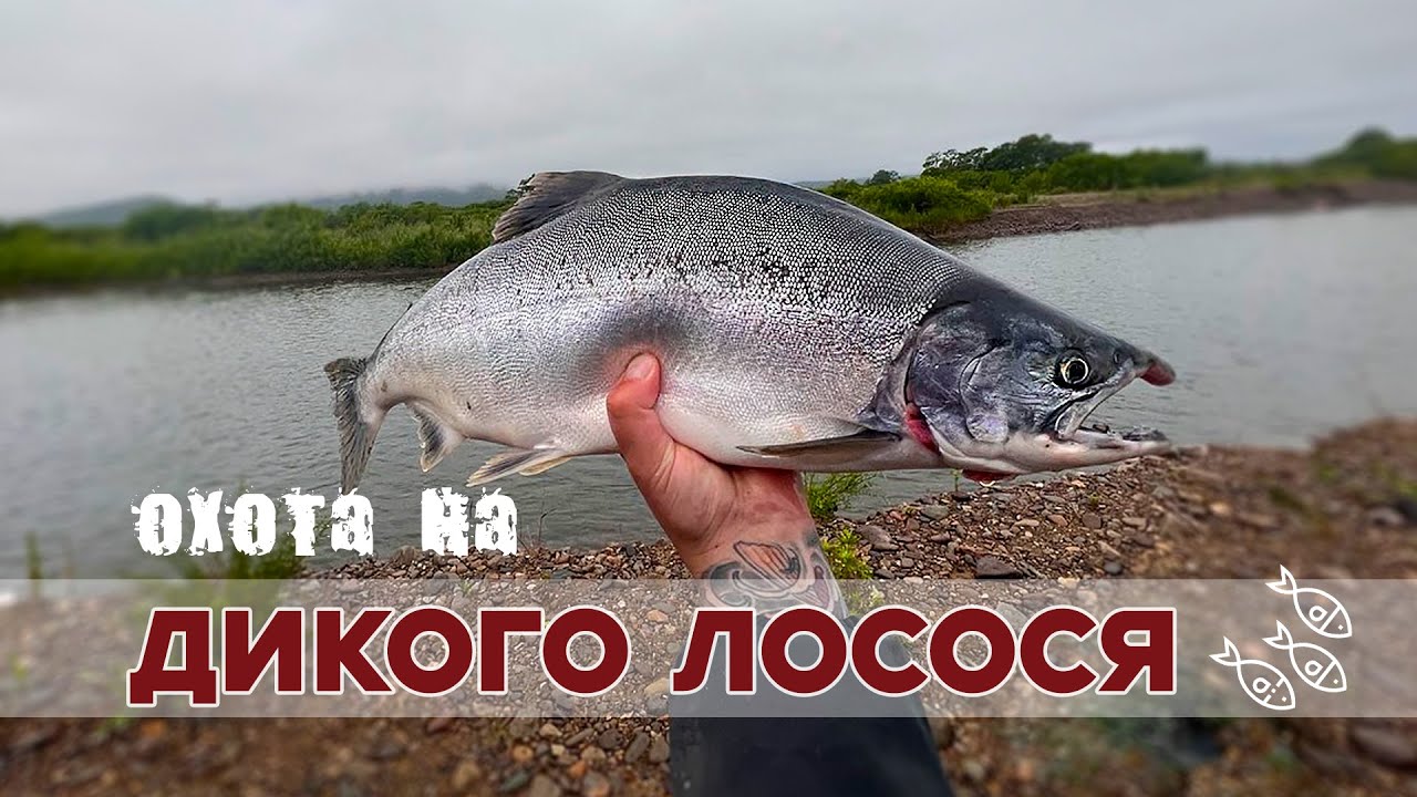 Охота на дикого лосося