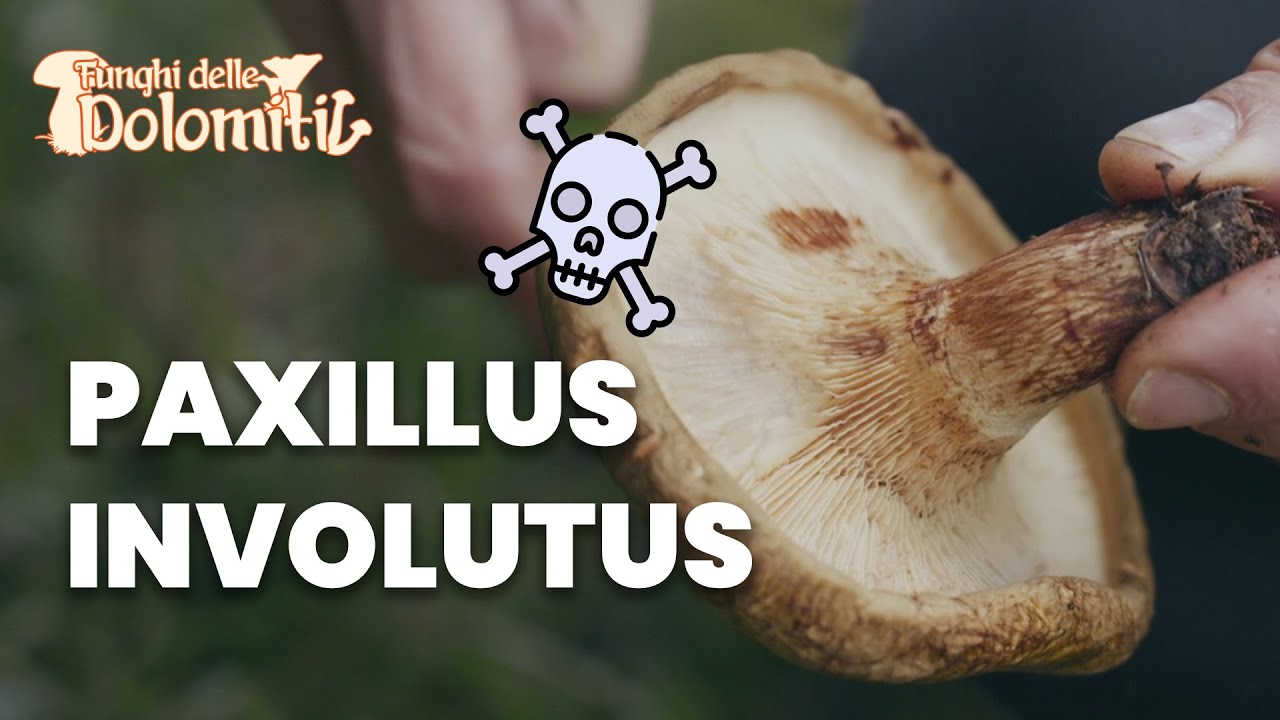 Funghi delle Dolomiti 🍄 | E7: Paxillus Inovolutus (TOSSICO)