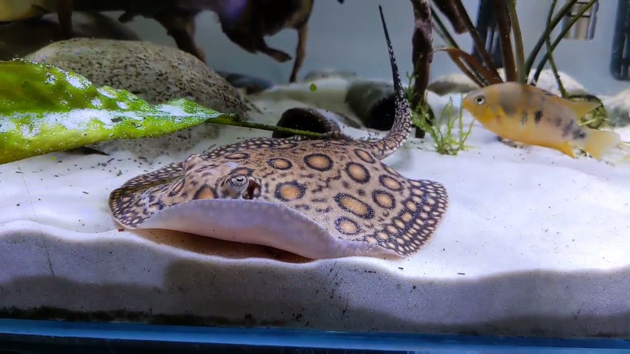 Potamotrygon motoro 