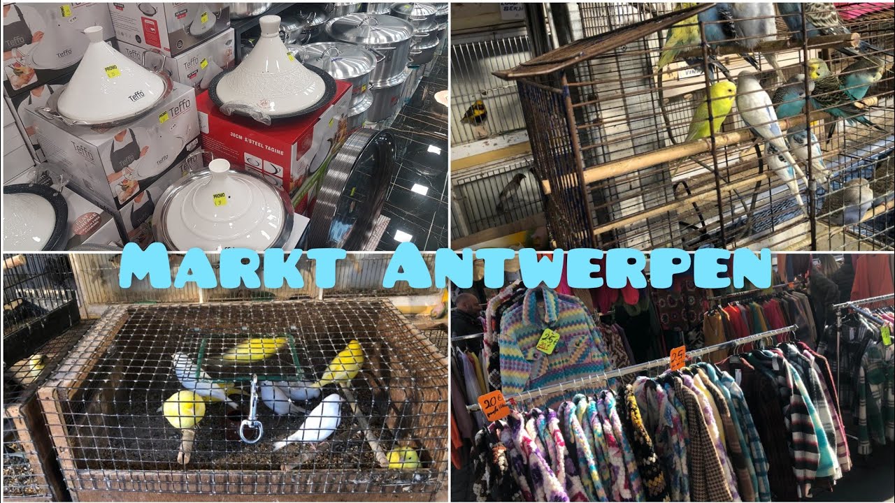 جولة صغيرة في سوق الدواجن والطيور/Antwerpen/België