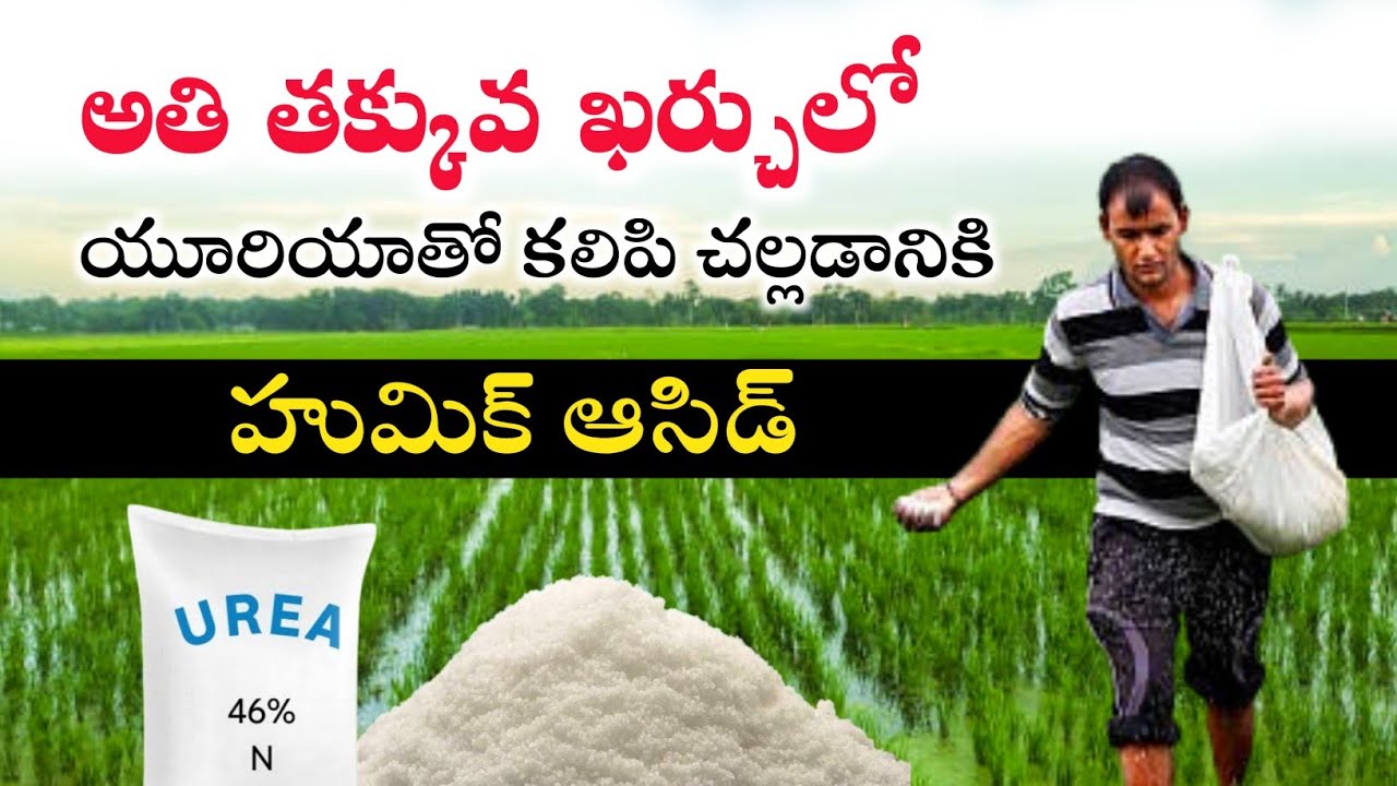 Humic acid | వరిలో హుమిక్ ఆసిడ్ | హుమిక్ ఆసిడ్ ప్రయోజనాలు @prasadagriculture