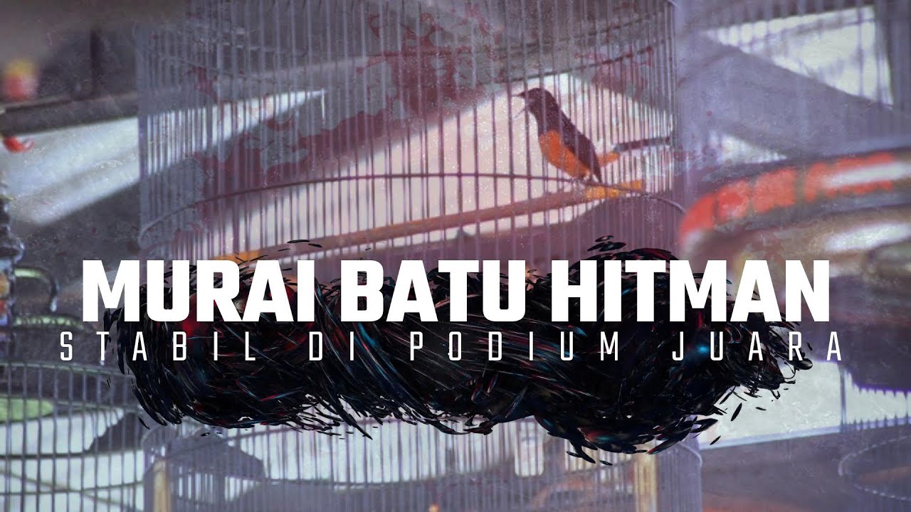 murai batu || HITMAN || stabil di podium juara || mr alvin liwet sf