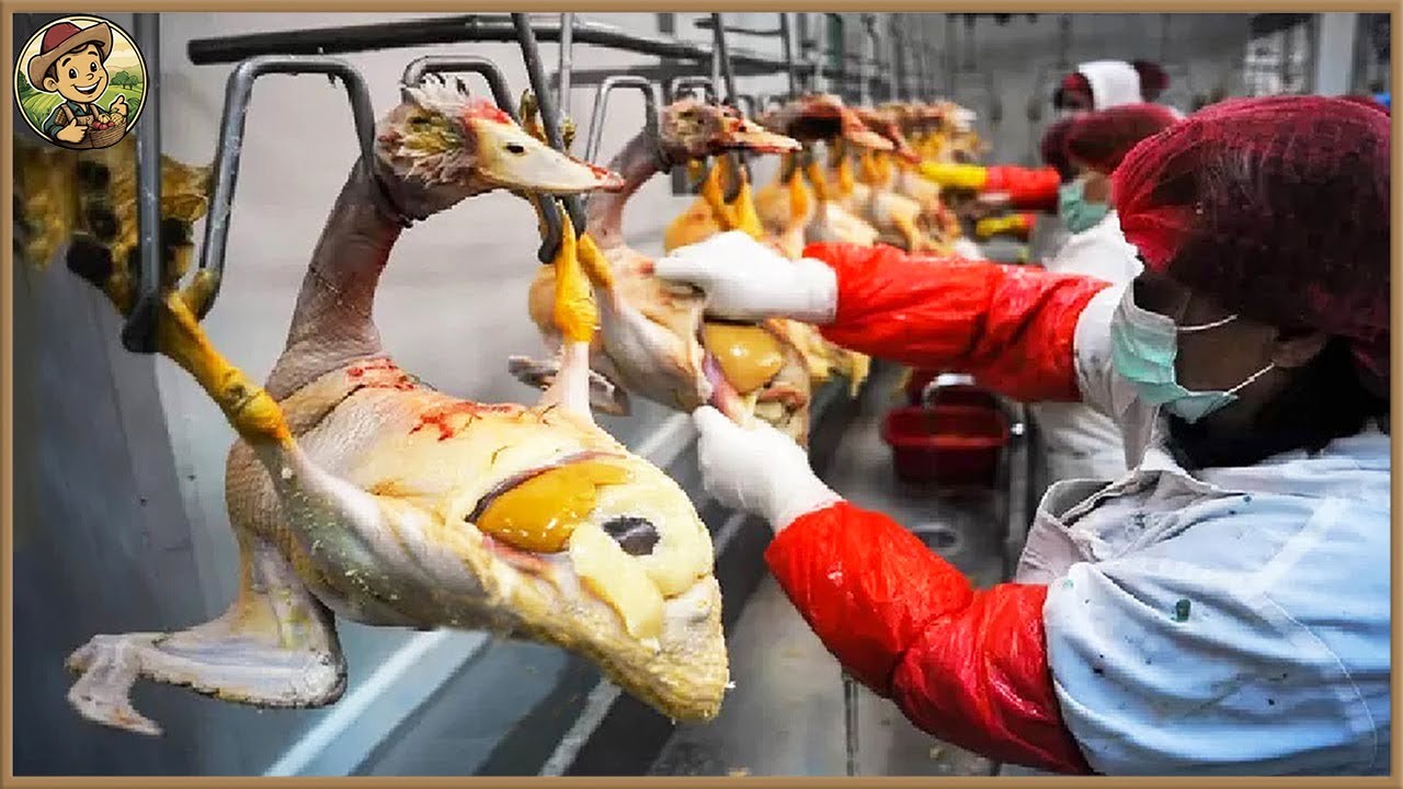 Exploring the Dark Side of High-Volume Goose Processing | Farming Documentary