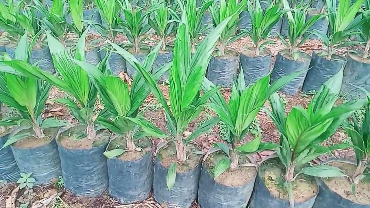 Bibit Sawit Unggul PPKS 239 Umur 5 Bulan
