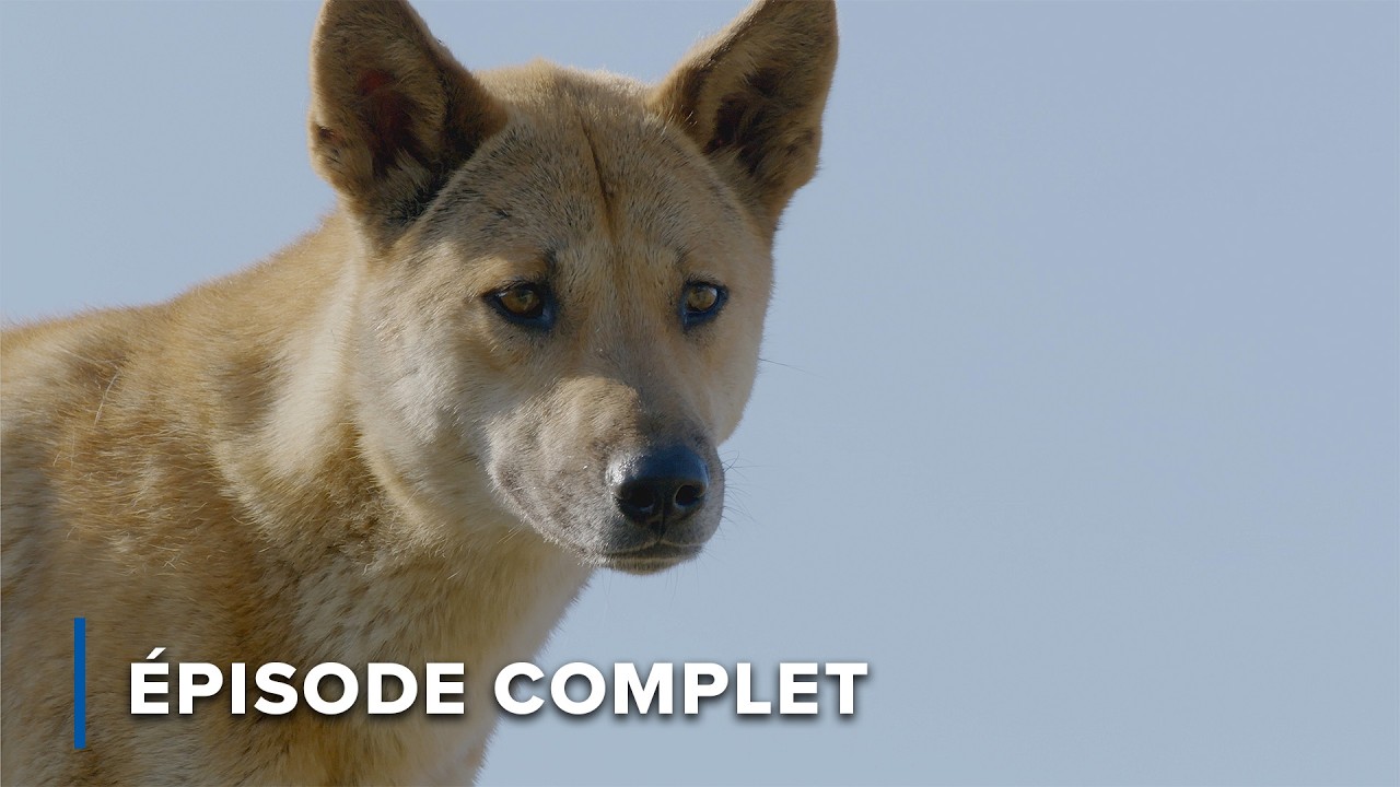 Quelle part de chien est un dingo? | Secrets sauvages d'Australie 102