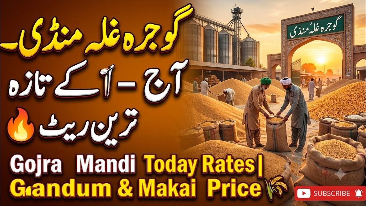 Gojra Grain Market Today Rate | Wheat, Maize, Sesame Price Punjab Mandi