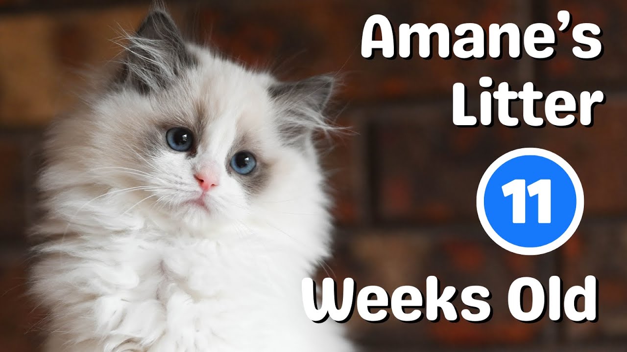 Ragdoll Kittens 11 Weeks Old 🐱 Meet the Kittens 🐱 So Cute