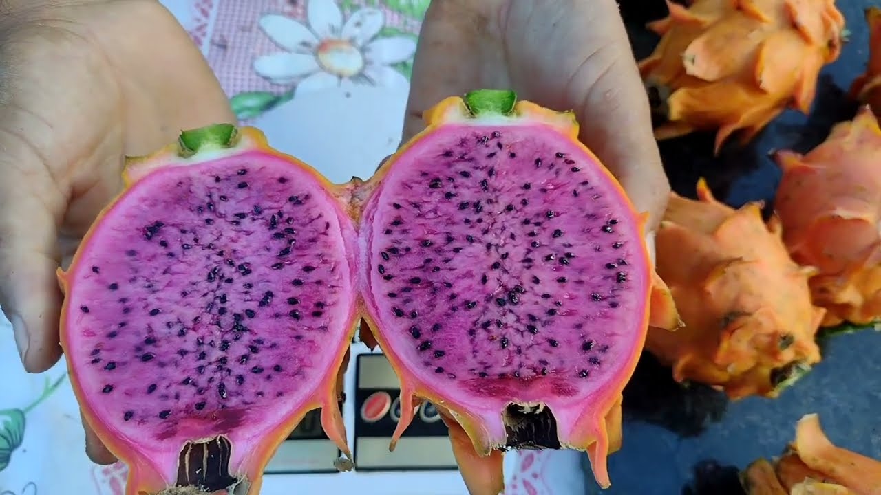 Pitaya Orange G1 produtiva, bonita e gostosa.