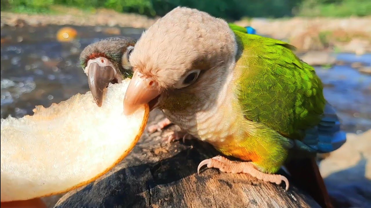 I had lunch beside the stream to day : Green cheek conure eating and singing so happy