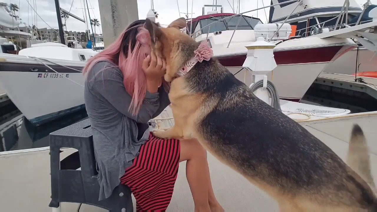 Service Dog Psychiatric Tasks