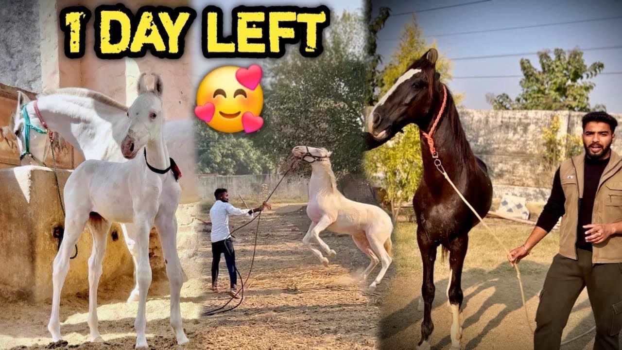 NAYI Ghodi Ko Farm Pr Laane Ki Saari Tyari Ho Chuki Hai 🥳RAFTAR Ko Hum Ek Stallion Bna Rahe Hai 🔥