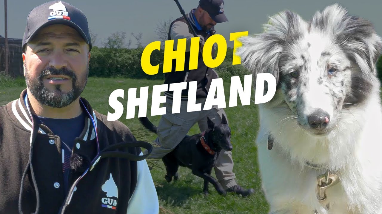 Chiot Shetland : Une autre vision de l'éducation canine avec son nouveau compagnon