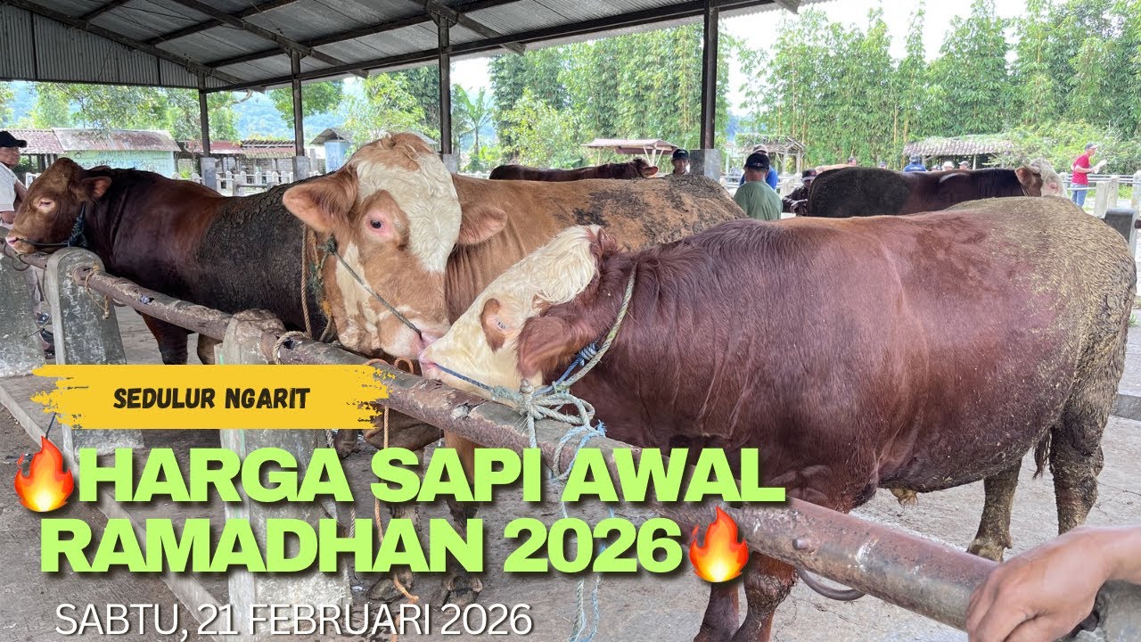 🔥HARGA SAPI AWAL RAMADHAN 2026🔥‼️‼️