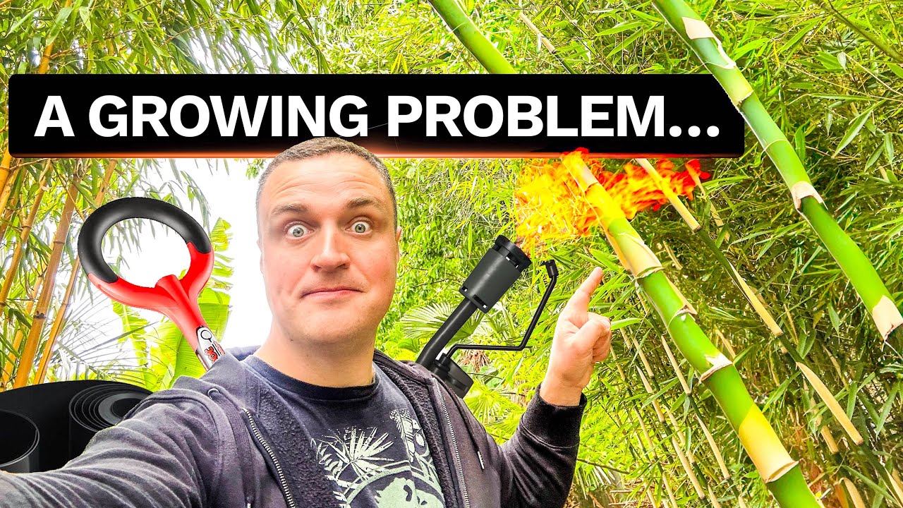 3 Tips to Avoid Invasive Bamboo