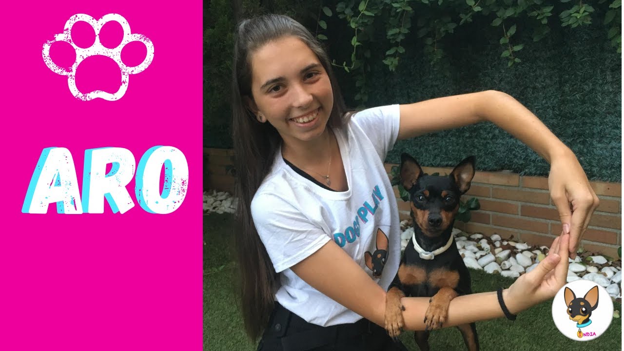 Como enseñarle a tu perro a saltar tus brazos en forma de aro · Dogs play