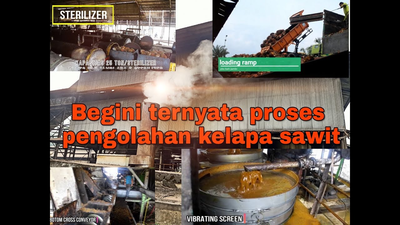 Begini ternyata proses pengolahan minyak di PKS