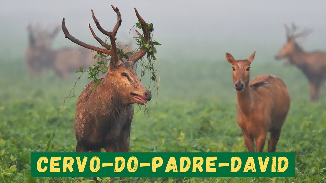 ELE TEM PESCOÇO DE CAVALO, CASCOS DE BOI, RABO DE BURRO E CHIFRES DE CERVO! MAS QUE ANIMAL É ESSE?