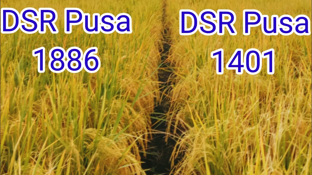 DSR Pusa 1401,PUSA 1886