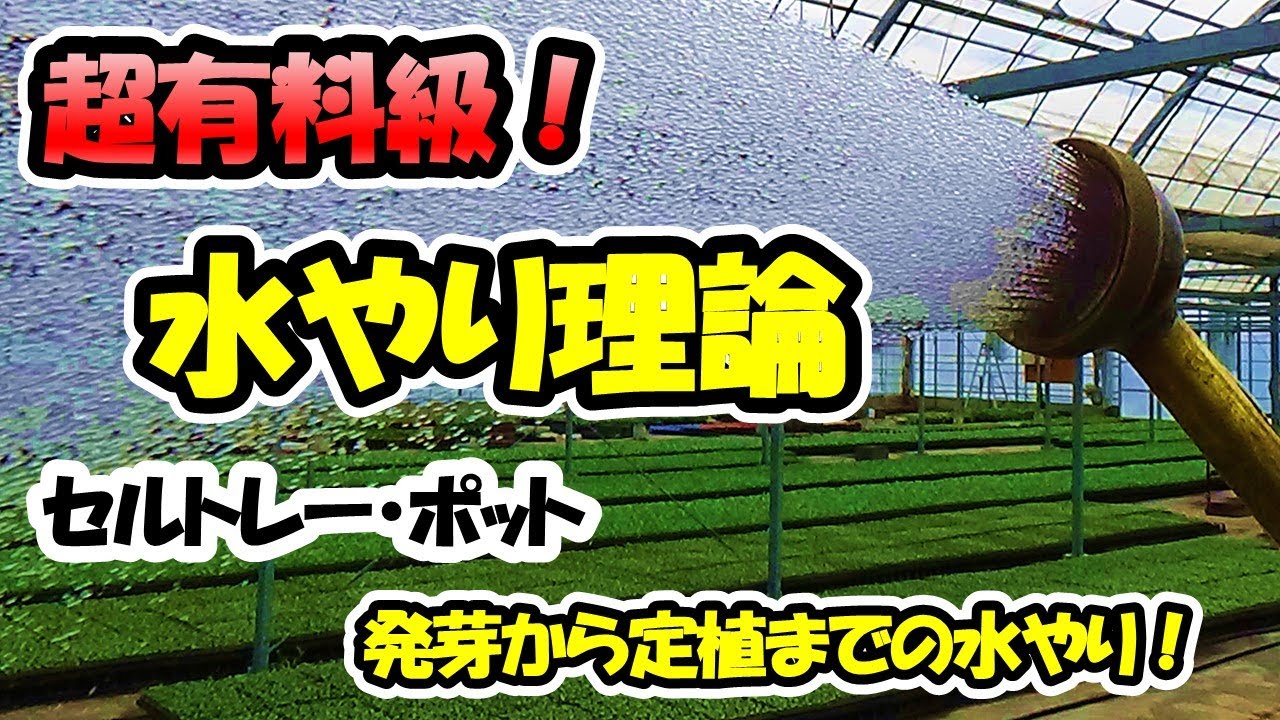 【育苗のプロが教える！】水やり理論「発芽から定植までの正しい水やりのやり方」セルトレー・ポット育苗