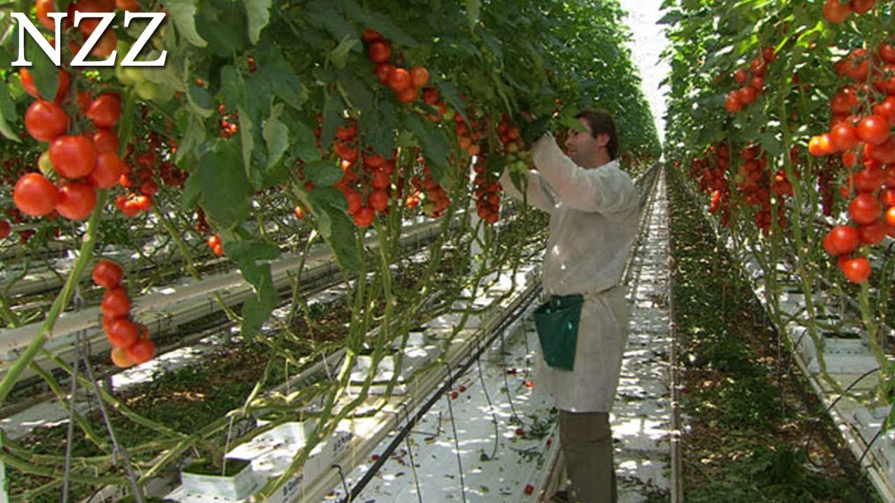 Tomaten zum Rotwerden (NZZ Format 2009)