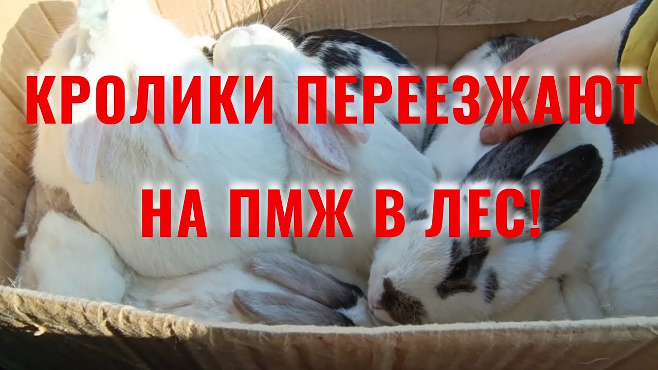 Кролики переезжают в лес на ПМЖ!