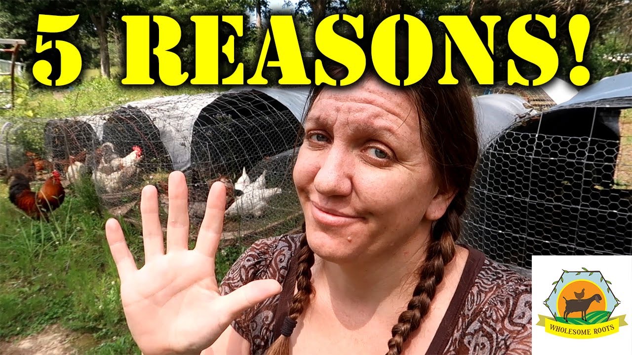 5 Reasons Why We DON'T Free Range! Chicken Mania Collaboration!