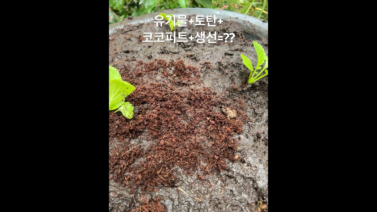 #유기물 #토탄 #코코피트 #생선 = 활용하여 휴머스 화분늘 더더더 빠르게 활성화하기