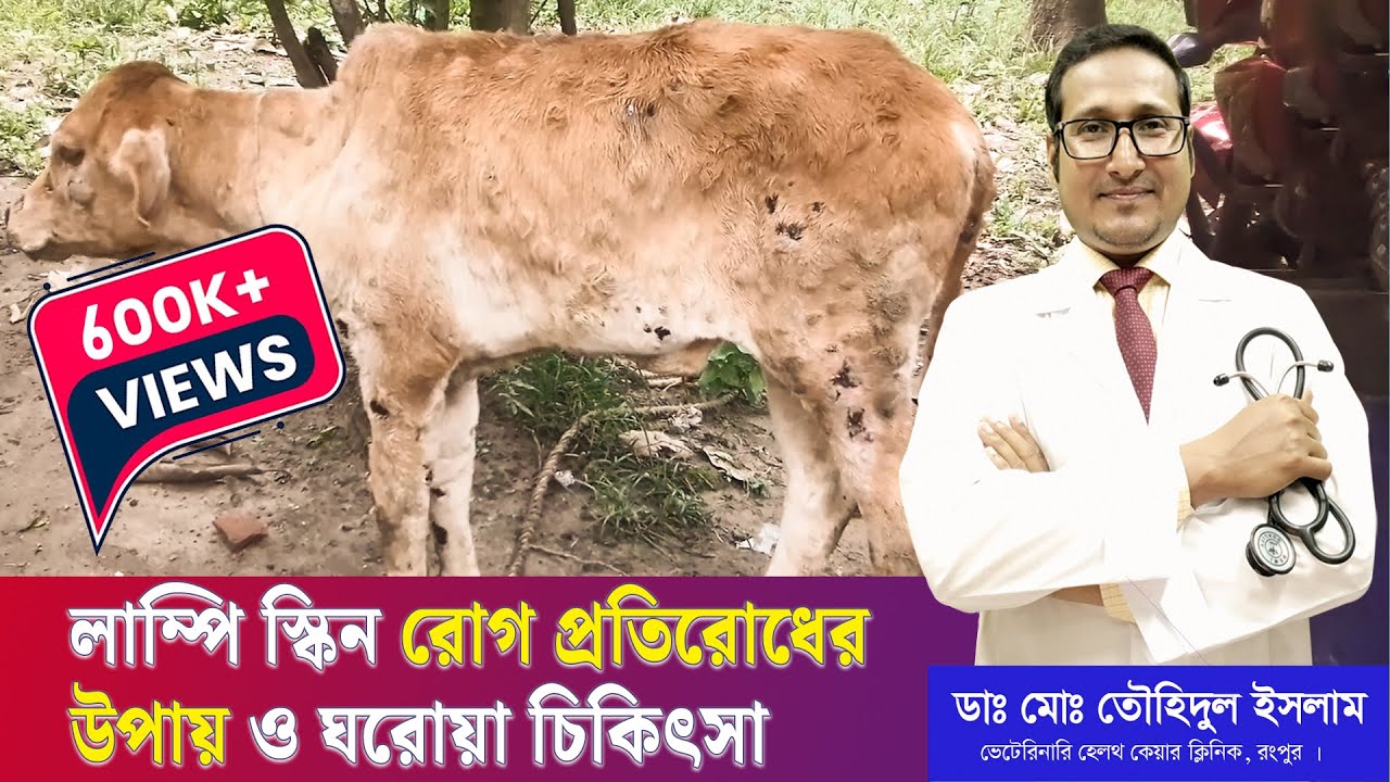 লাম্পি রোগ প্রতিরোধের উপায় ও ঘরোয়া চিকিৎসা। Lumpy Skin Disease Treatment | Dr.Touhidul Islam