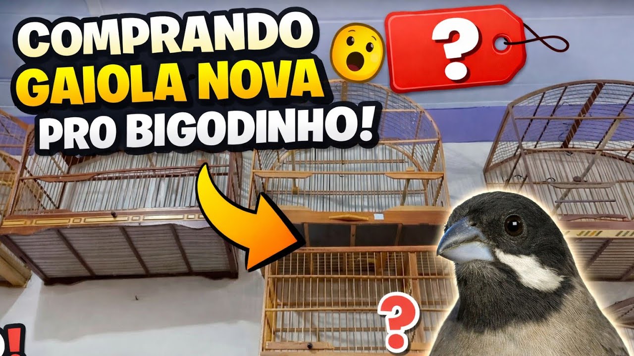 Fui comprar uma gaiola nova pra campear com o bigodinho 