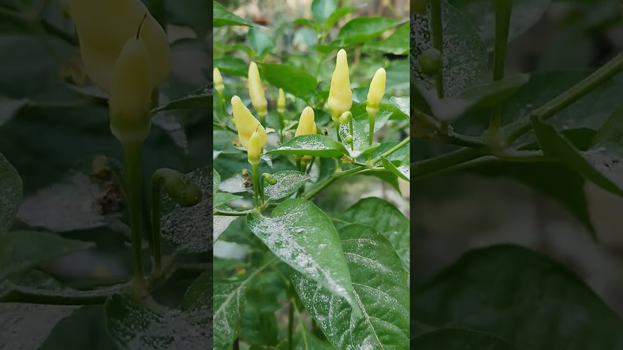 My garden 