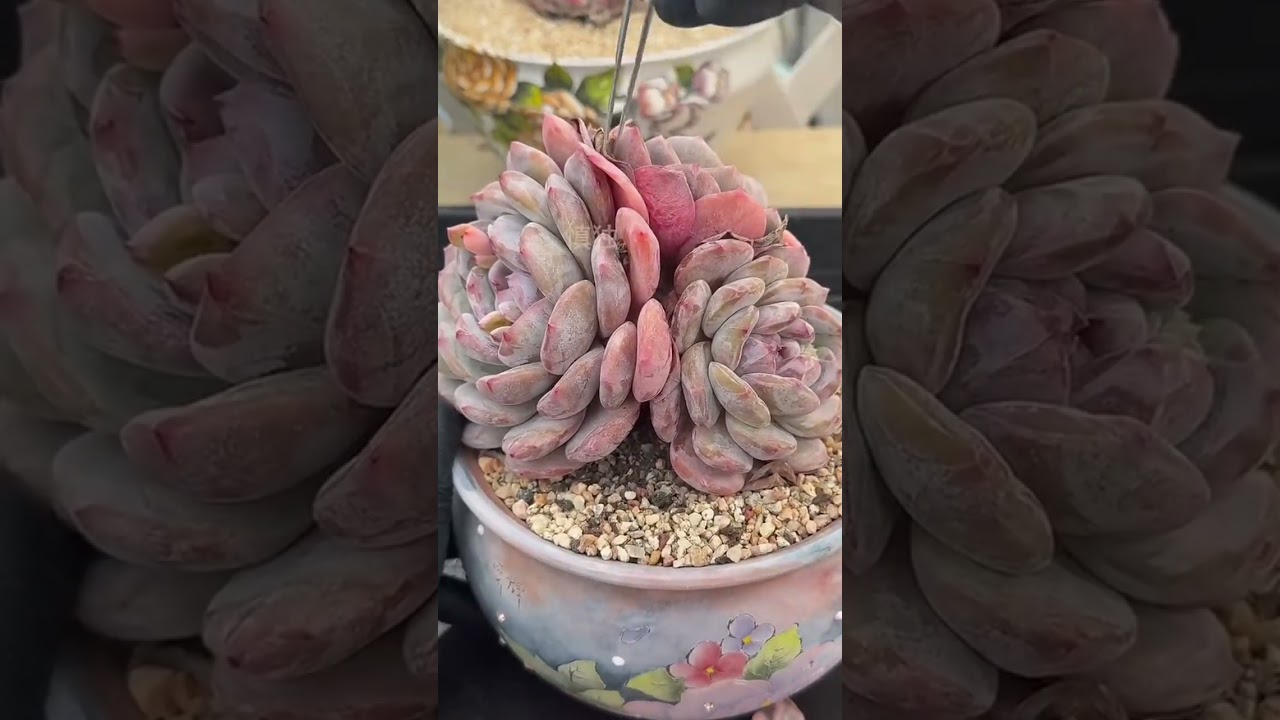 Why Some Indoor Succulents Stay Compact While Others Stretch