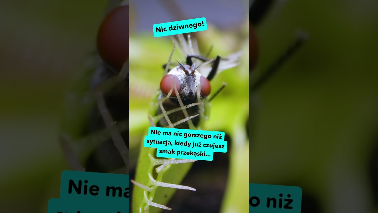 WOW: Muchoł&oacute;wka Wenus! 🪴🤤🪰 | Mistrzowie Klimatu | #rośliny #ekologia @cartoonnetworkPL