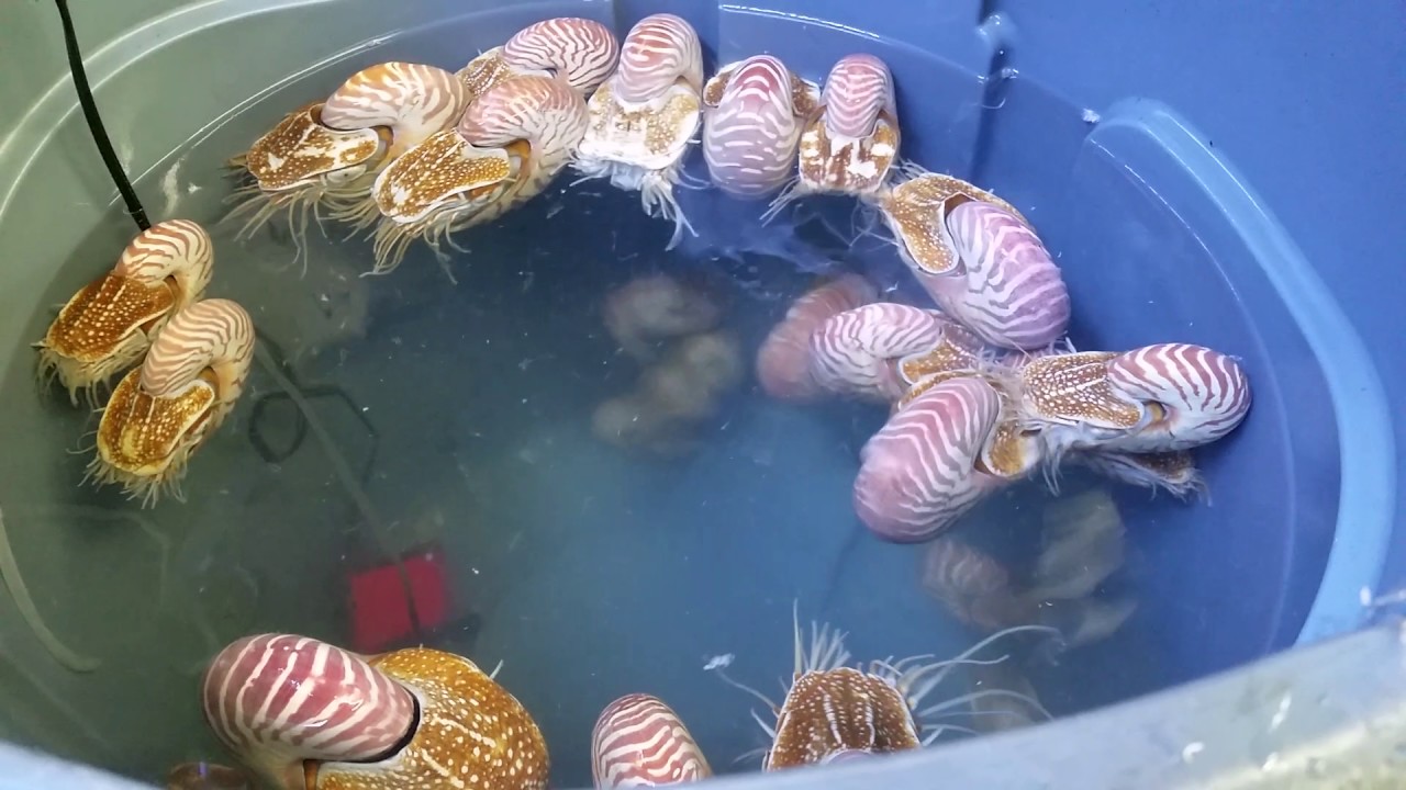 Chamber Nautilus  ( Nautilus Pompilius )