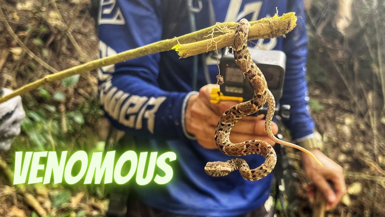 Too many snakes! Journey to Matelot, Episode 6