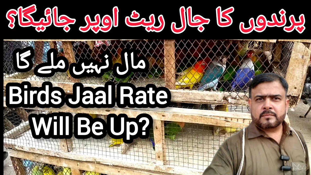 Jal Rate Oper Jayega 19-10-2025 | Birds Price in Karachi Pakistan | Jal Rate Update@duabirds007
