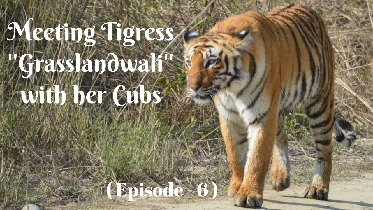 Meeting Tigress Grasslandwali with her Cubs ।। Dhikala ।।  Jim Corbett National Park :  Episode - 6