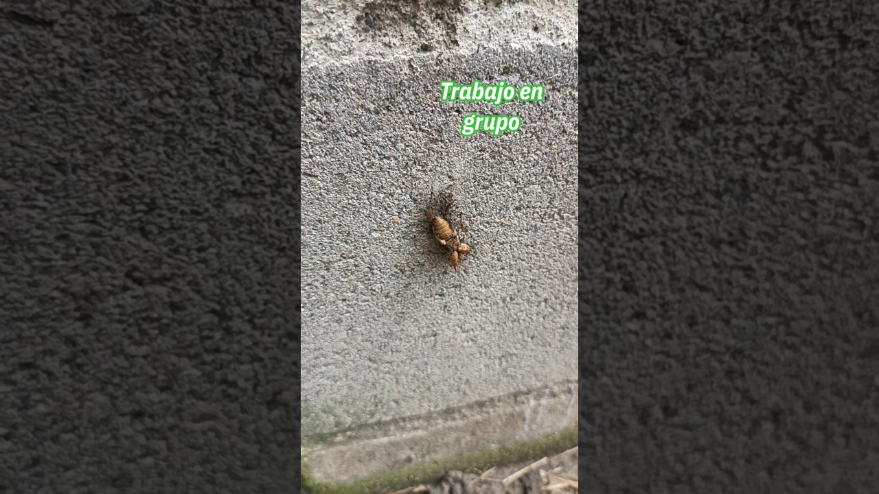#hormigas #nature #trabajoengrupo #union #ants #foryou  #viral #pequeñas #much