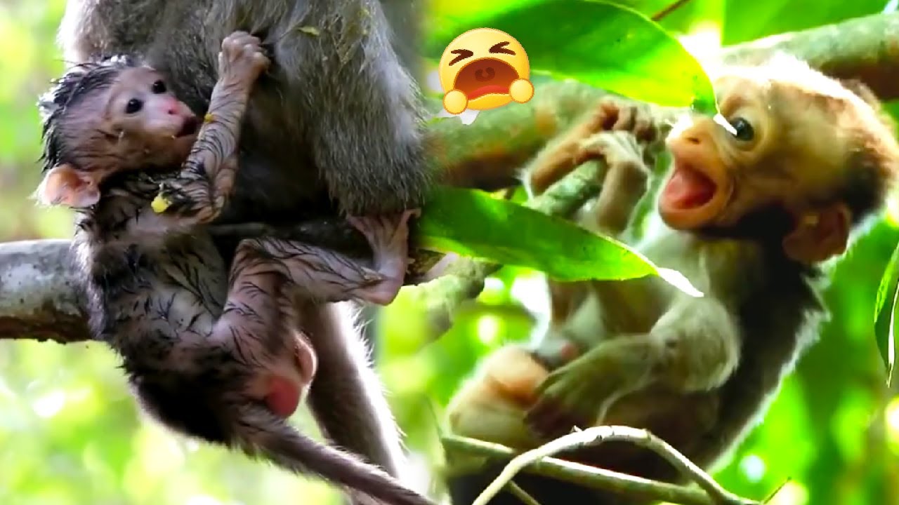 The mother monkey carried her baby monkey up a tall tree and left her baby monkey alone.