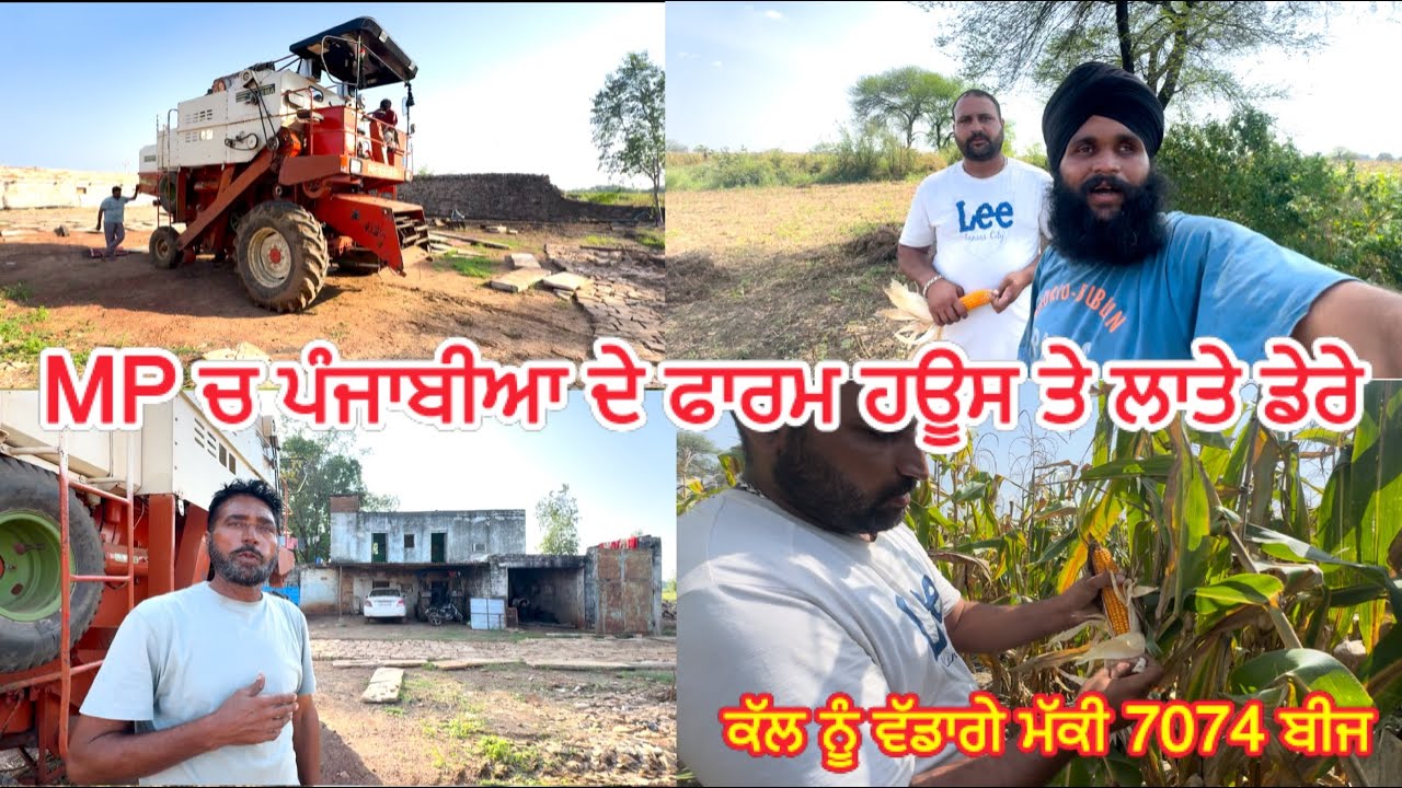 ਪਹੁੰਚ ਗਏ ਪੰਜਾਬੀਆ ਦੇ ਫਾਰਮ ਹਊਸ ਤੇ ਮੱਕੀ ਵੱਡਣ ਲਈ // ਕਿਹੜਾ ਬੀਜ ਮੱਕੀ ਦਾ ਜੋMP ਚ ਕਾਮਯਾਬ ਏ // ਫੁੱਲ ਵਧੀਆ ਝੋਨਾ
