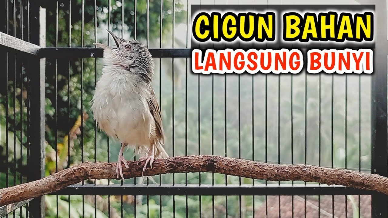 Pancingan Cigun Agar Bunyi dan Cepat Ngriwik, Cigun Bahan Auto Emosi