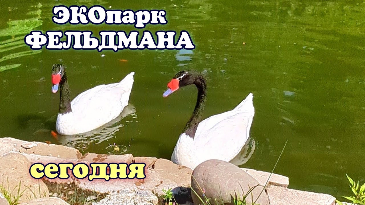 Фельдман ЭКОпарк возрождается после обстрелов