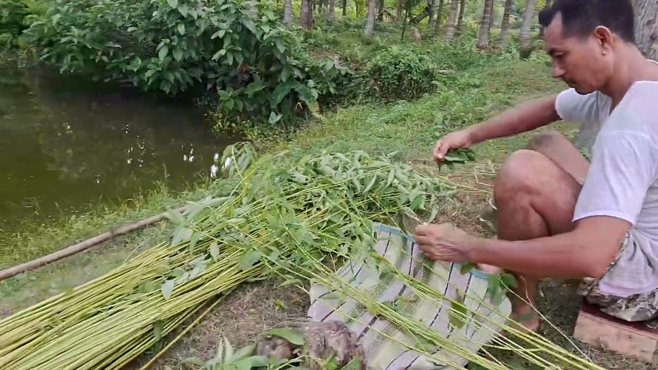 Patw kananwi dwnkabai jgha bwrai buri Deng narji janw