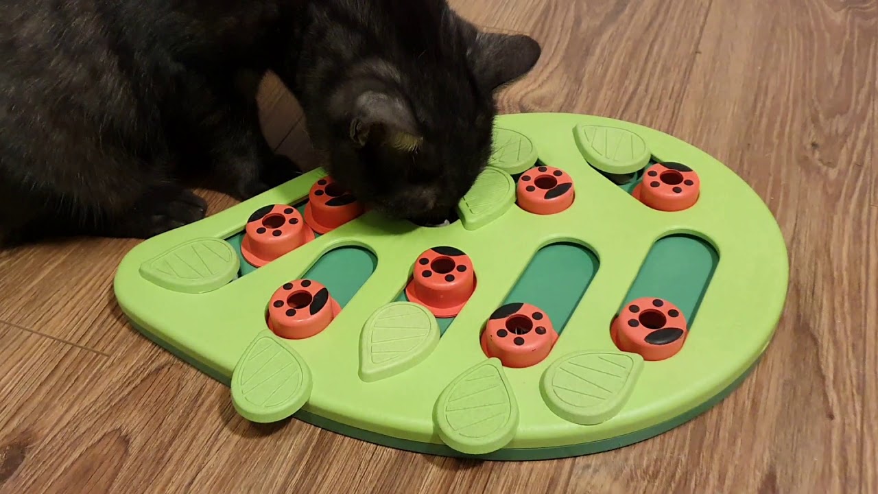 NINA OTTOSSON CAT CAT PUZZLE & PLAY BUGGIN OUT GRA EDUKACYJNA DLA KOT&Oacute;W