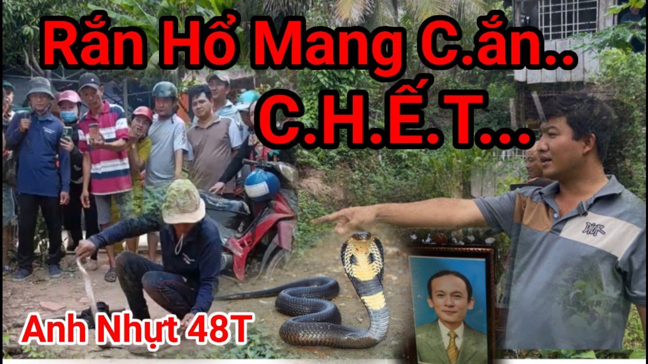 Rắn Hổ Mang C.ắn , Bước 4 Bước Trào Đờm , Anh Nhựt 48T Lấp Vò Đồng Tháp, Không Kịp Tới Bệnh Viện