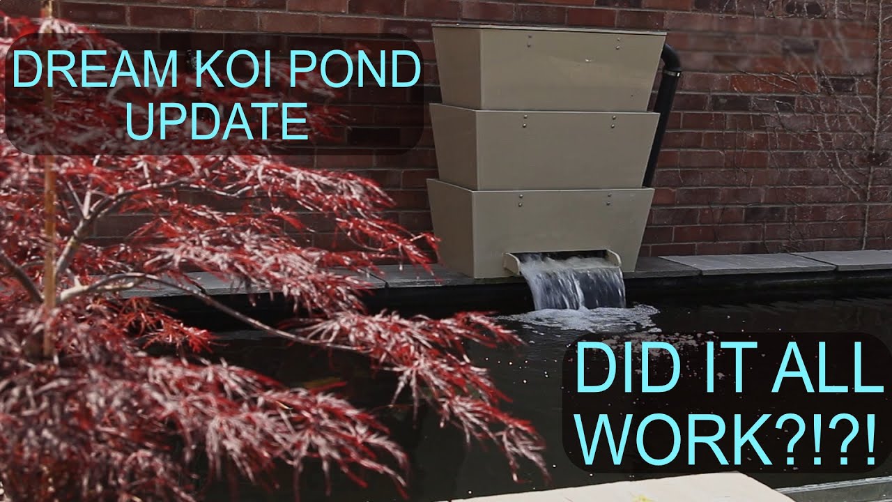 My Dream Koi Pond - 8 Months of Running Update!!