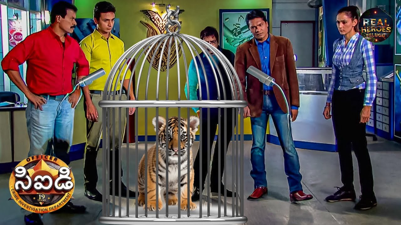 CID బ్యూరేయులో అడవి సింహం పిల్ల ఎక్కడి నుండి వచ్చింది? | CID Telugu | New Season 2025