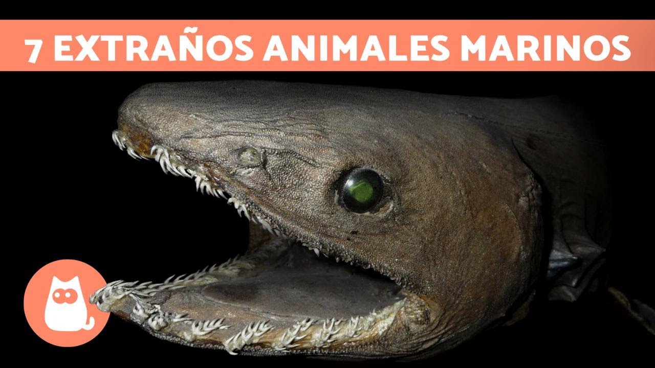 Los Animales MARINOS m&aacute;s RAROS del MUNDO 🦑 (TOP 7)